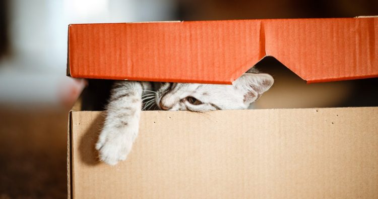cat hiding box