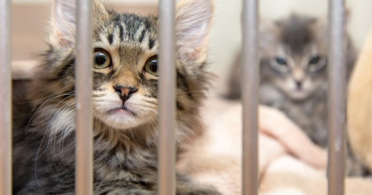 rescued cats puppies