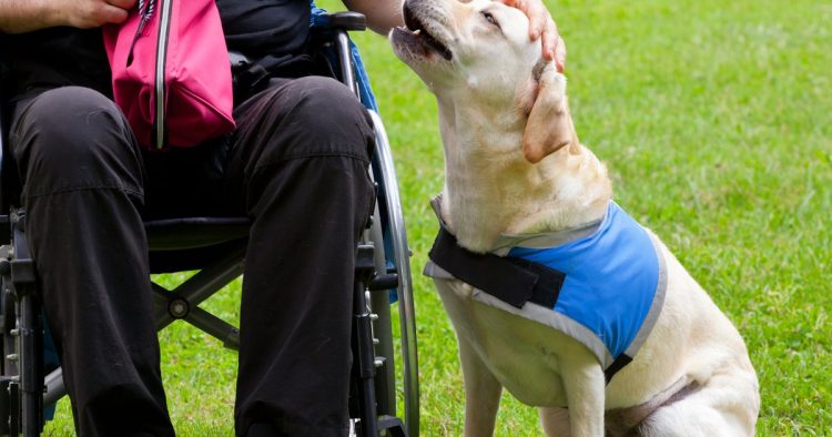 assistance labrador dog