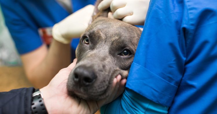 dog euthanasia