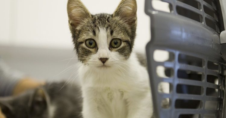 abandoned kittens transport