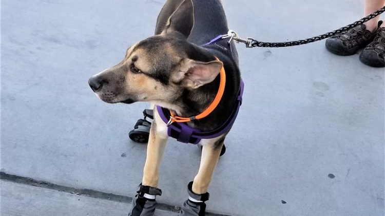 amputee dog in shelter