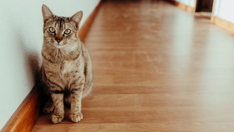 cat waiting in apartment hallway