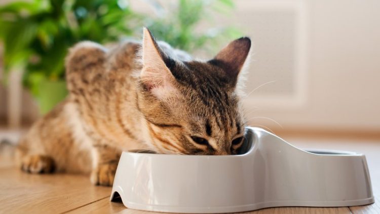 cat eating from bowl