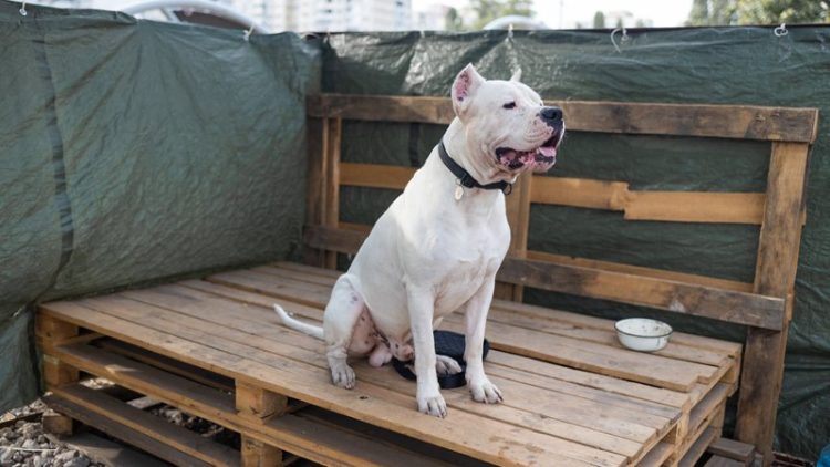 dog in temporary shelter