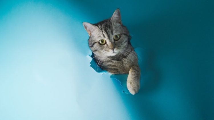 cat swimming in water