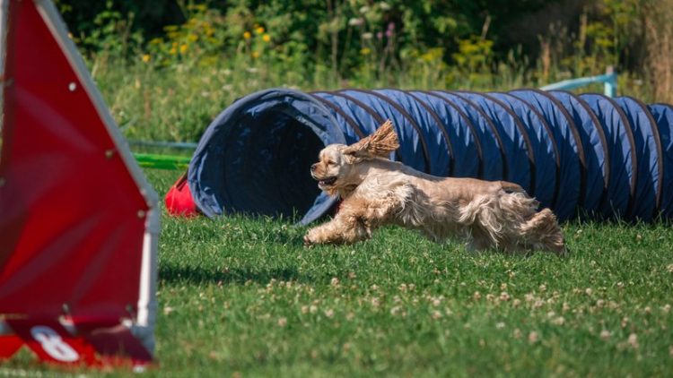 cocker spaniel playing