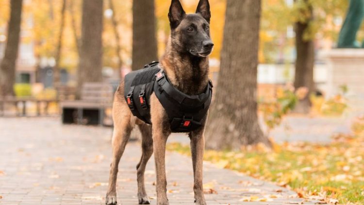 Malinois police dog after surgery