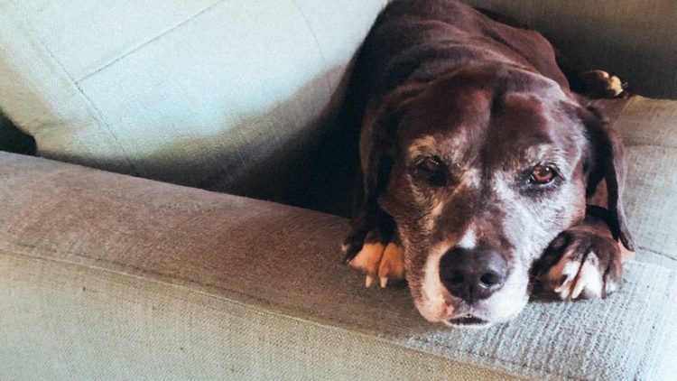 senior dog resting indoors