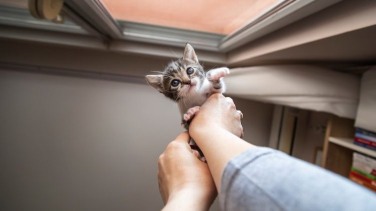 woman rescuing kitten from gutter