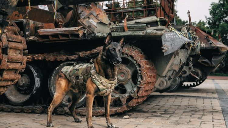 soldier dog tribute