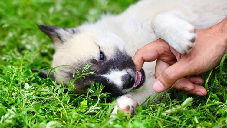 puppy playing in grass