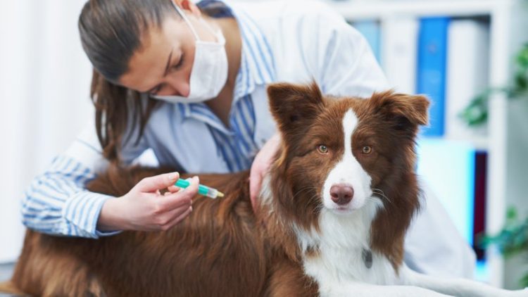 dog owner administering treatment