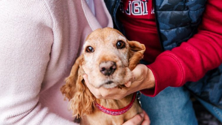 rescued cocker spaniel dogs