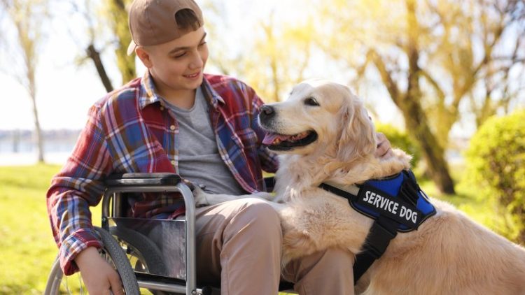 service dog assisting owner