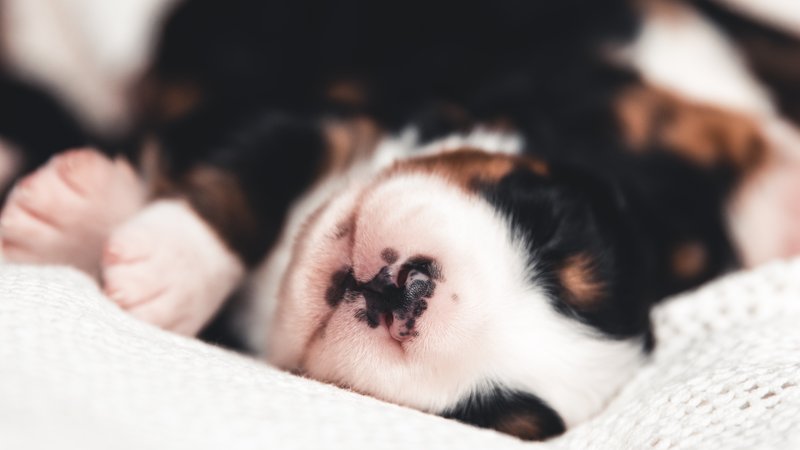 newborn puppy sleeping