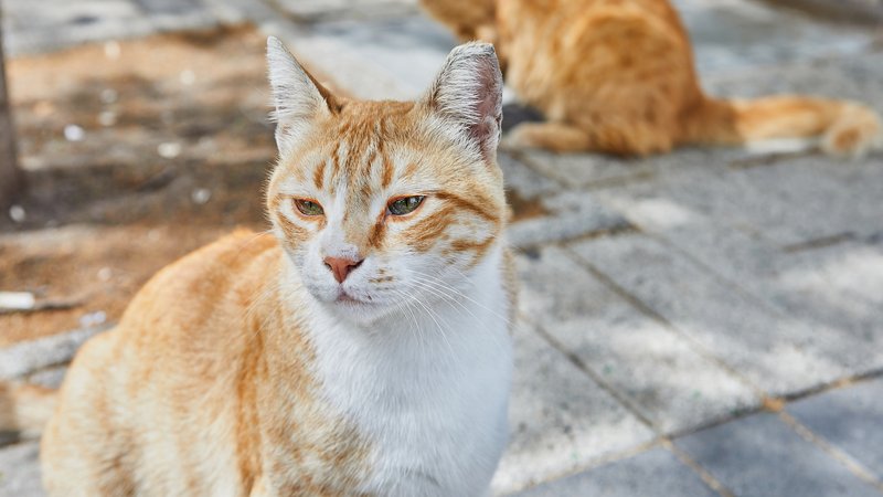stray cat close-up