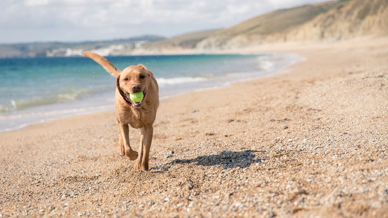 dog playing on beach