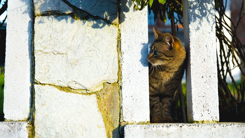 cat near house fence