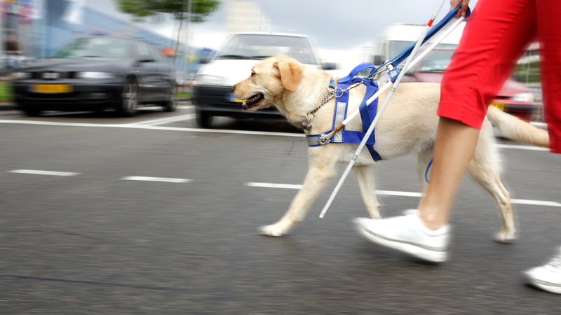 assistance dog retirement ceremony