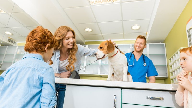 veterinary clinic with dog