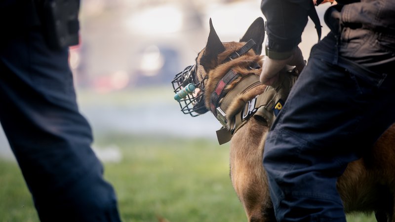 police dog training