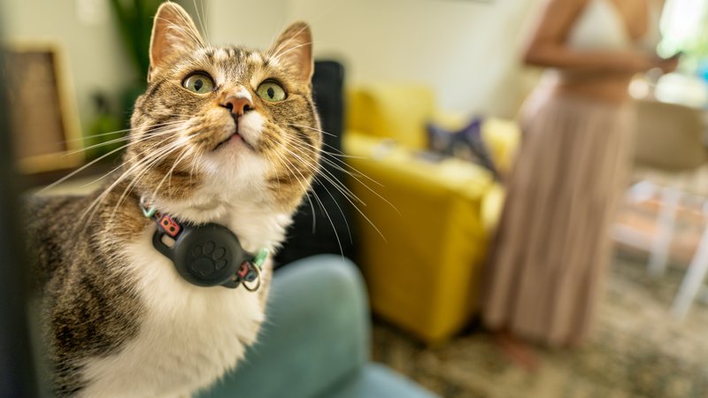 cat looking at owner