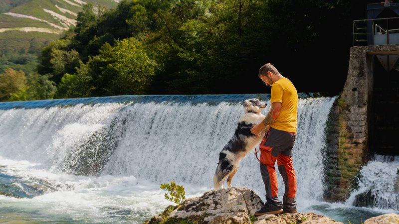 border collie near waterfall
