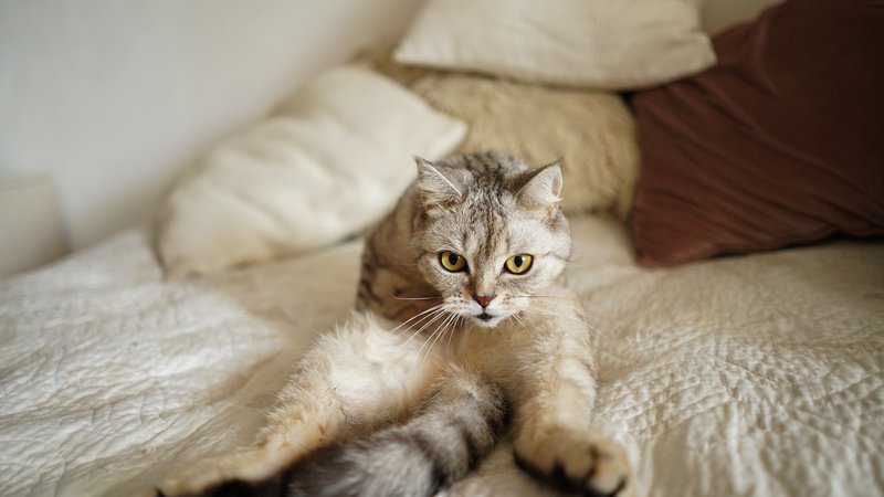 cat with deformed paws