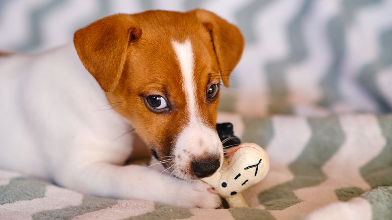 puppy playing with squeaky toy