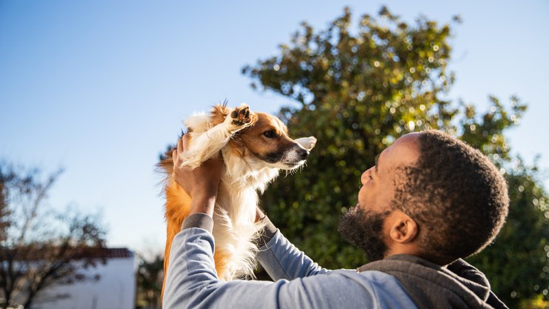 person playing with dog