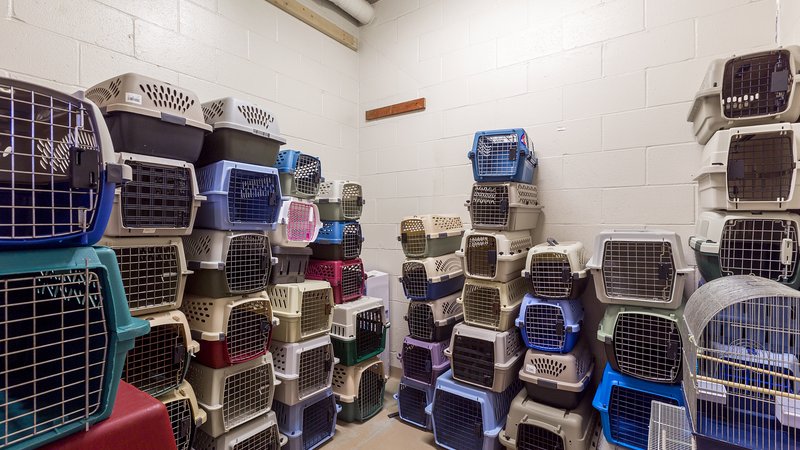 dog shelter interior