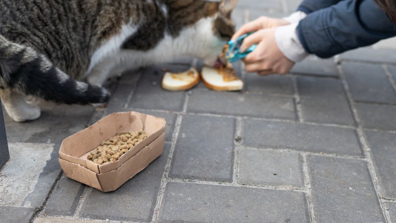 neighbors feeding cat with food baskets