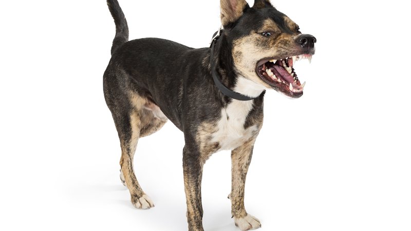 dog wearing anti-bark collar