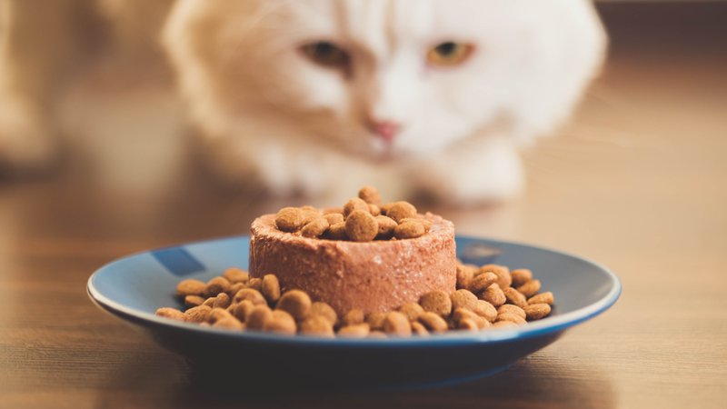 close-up of cat food