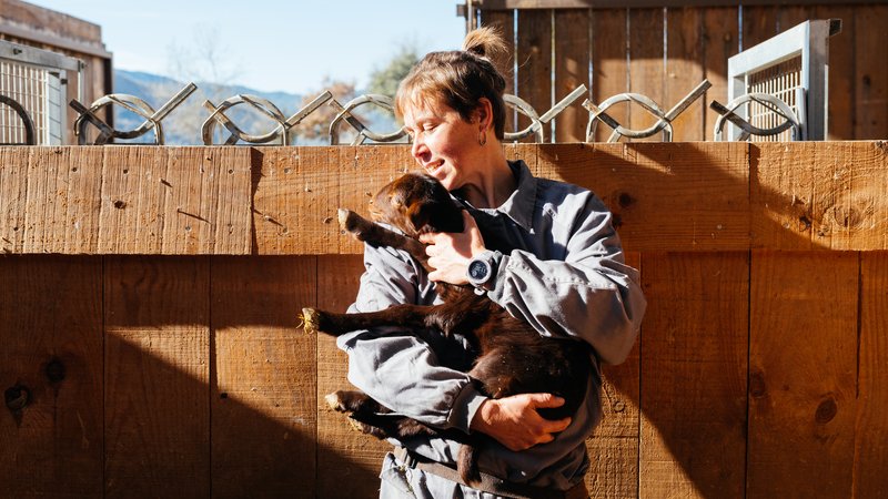 man rescuing abandoned dogs