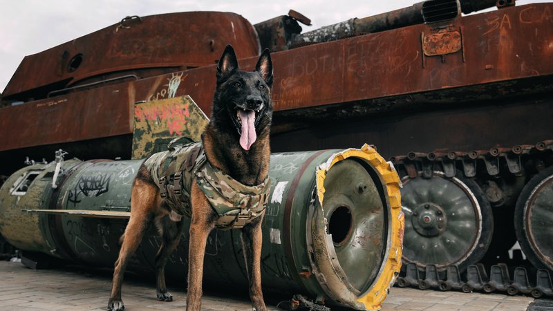 World War I battlefield dog