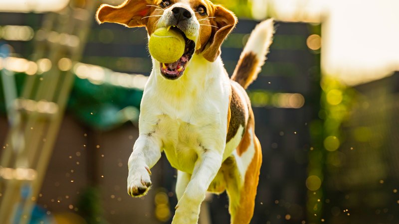 dog playing outdoors