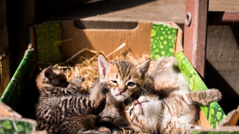 man rescuing kittens from cardboard box