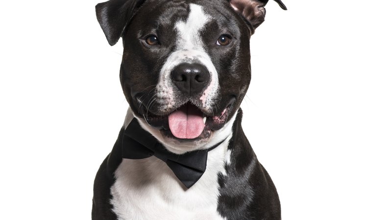 pitbull dog with butterfly on nose