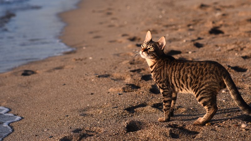 cat at the beach
