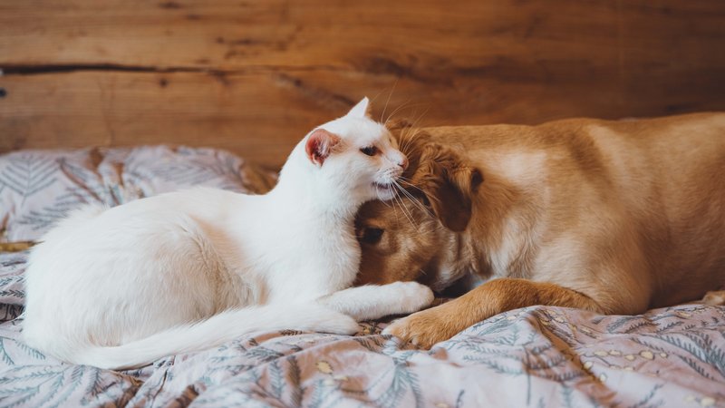 pitbull and cat cuddling