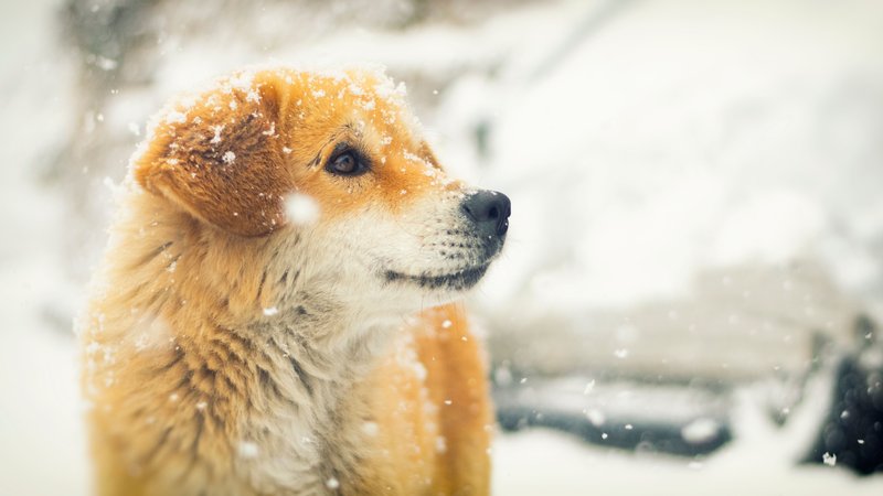 dog in snowstorm