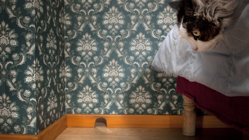 optical illusion with cat