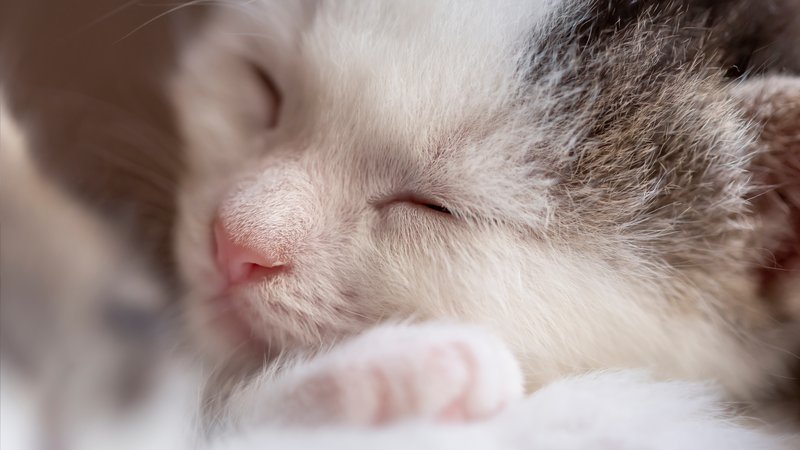 disabled kitten close-up