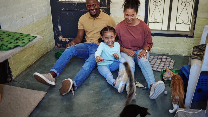 rescued cats family indoors