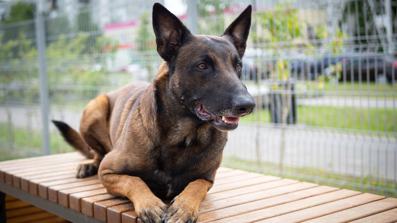 malinois dog in crate