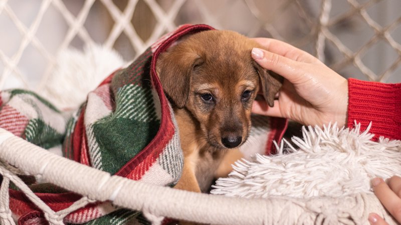puppy in shelter