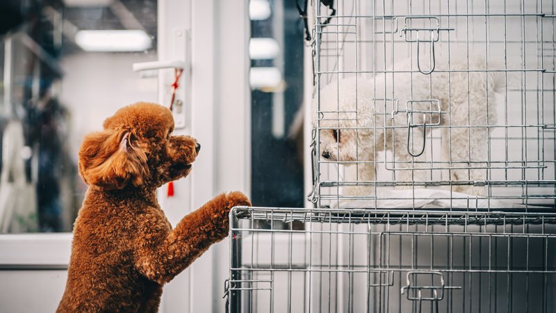 rescued dogs and cat in shelter