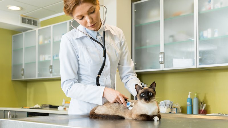 veterinarian examining cat